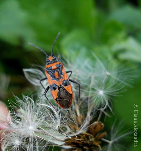 Pyrrhocoris apterus - Fel de viata in tablou de timp