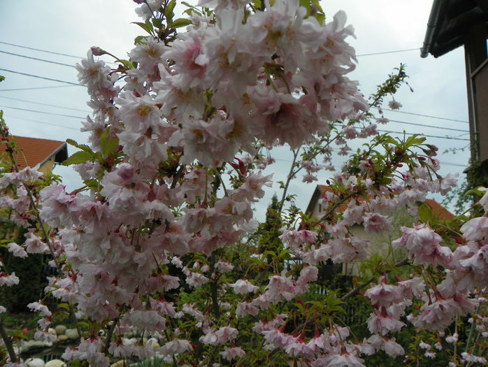 prunus incisa Oshidori