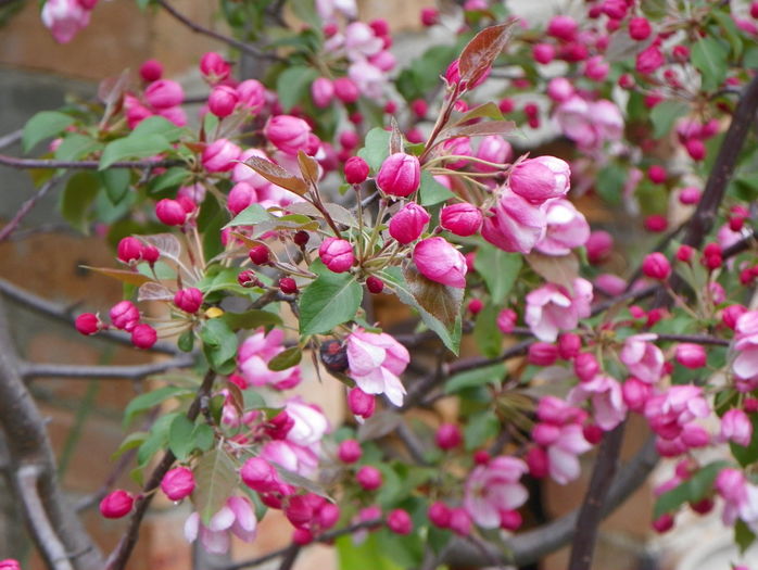 malus Rudolph