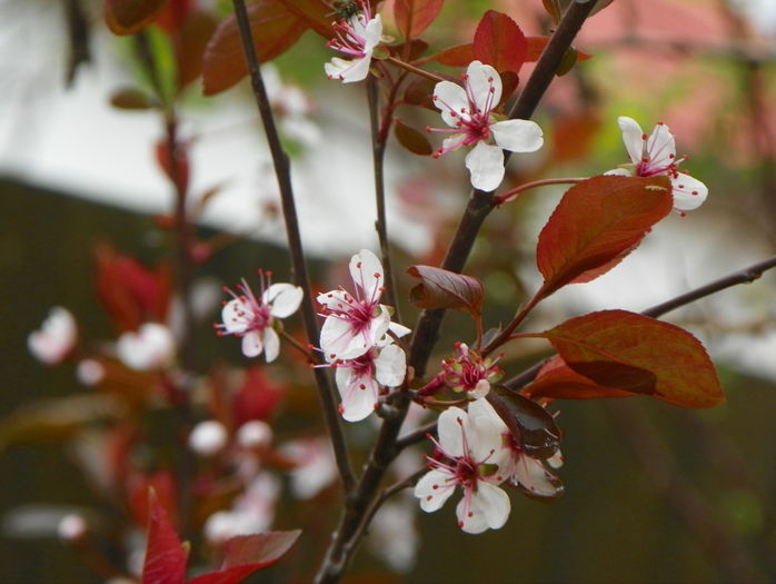 prunus cistena