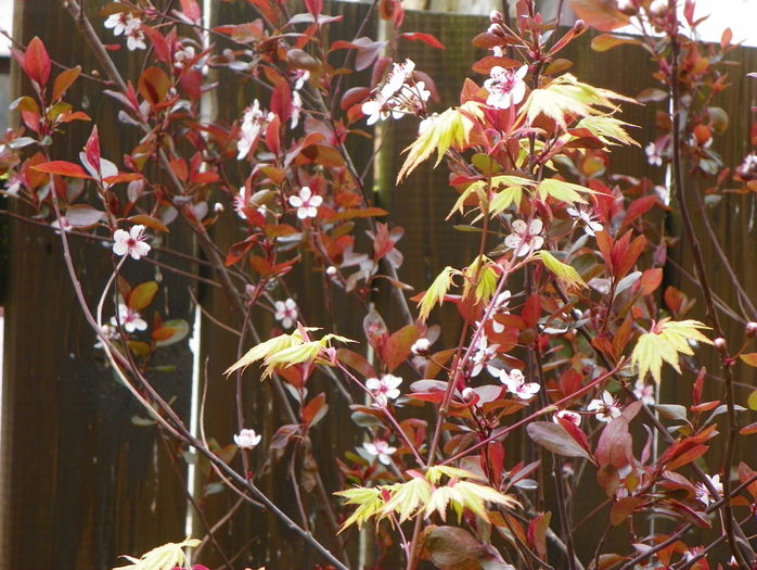 prunus cistena