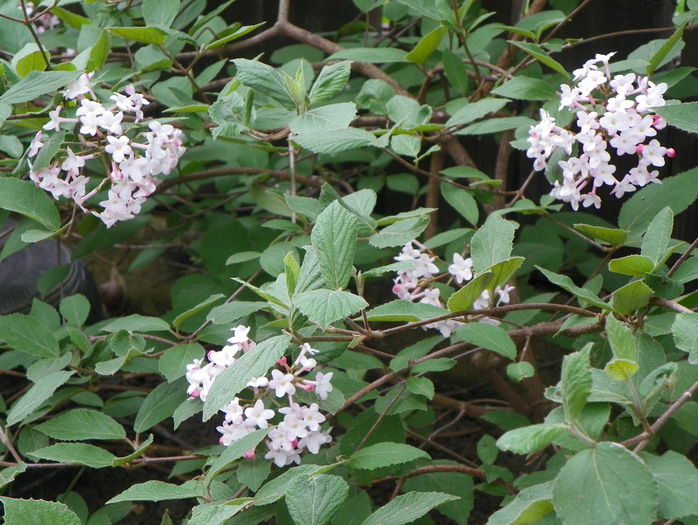 viburnum carlesii