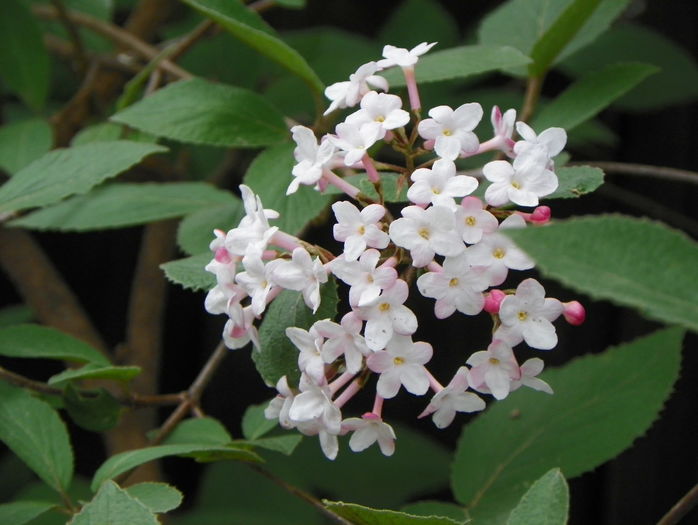viburnum carlesii