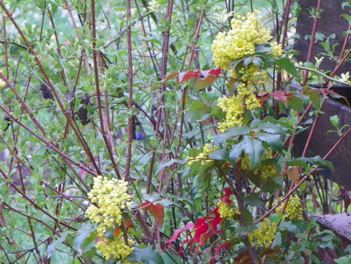 mahonia aquifolium