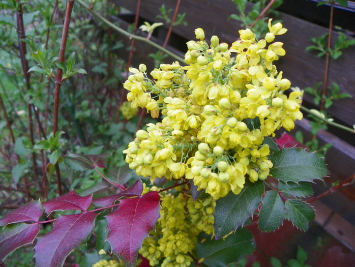 mahonia aquifolium