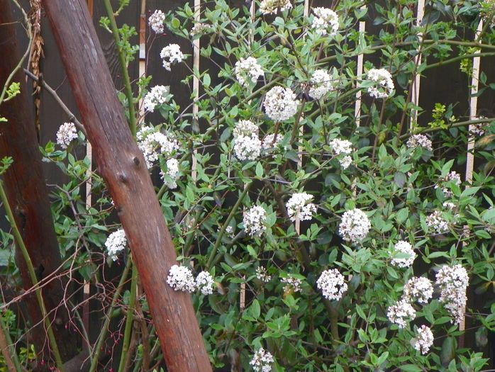 viburnum burkwoodii