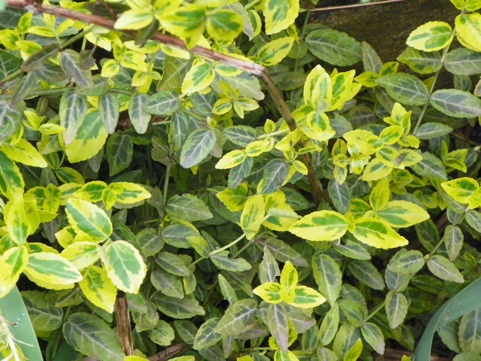 euonymus Emerald n Gold