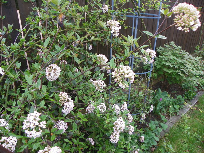 viburnum burkwoodii