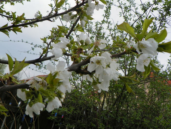 flori de cires