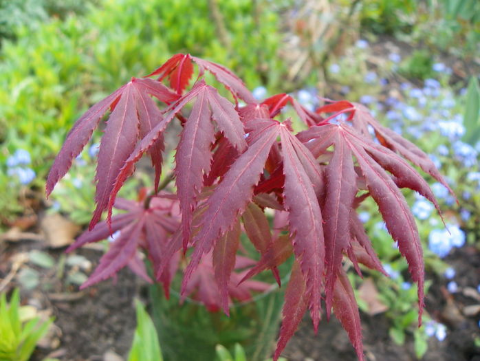 acer palmatum atropurpureum