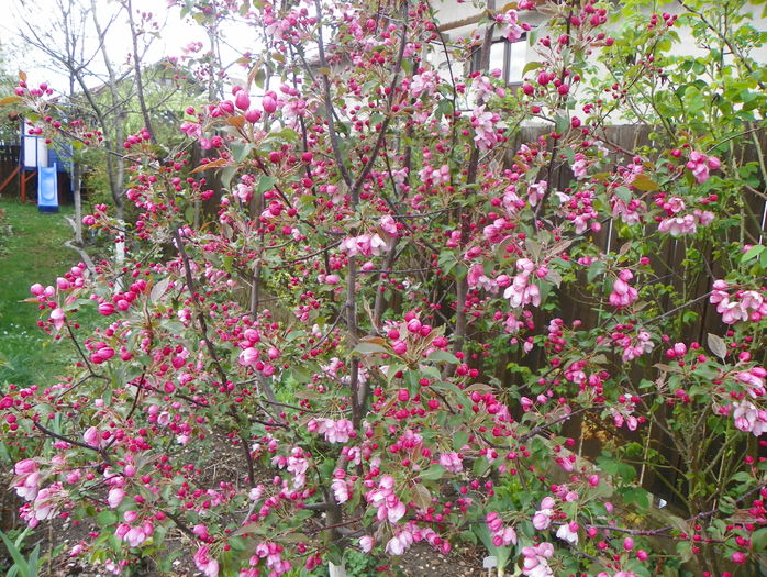 malus Rudolph