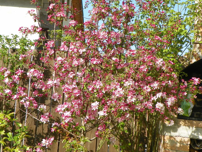 malus Rudolph