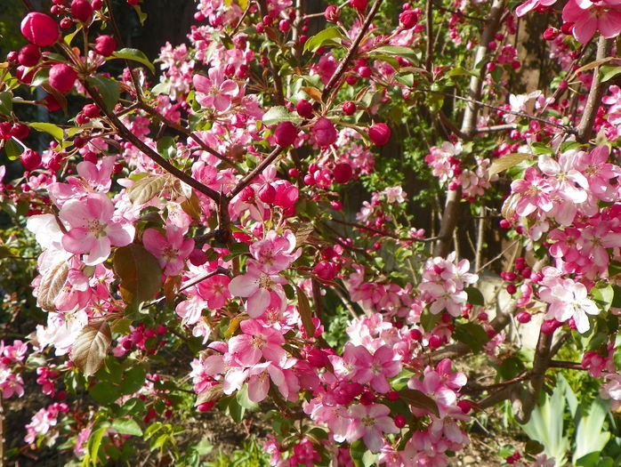 malus Rudolph