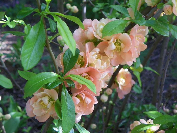 chaenomeles Cameo