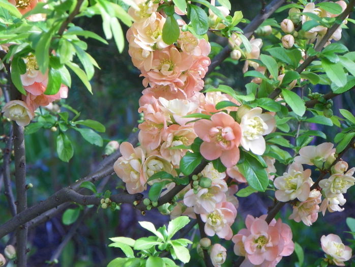 chaenomeles Cameo