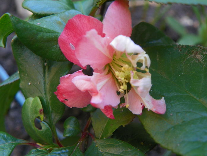 chaenomeles Flocon Rose