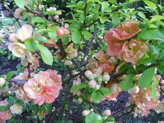 chaenomeles Cameo
