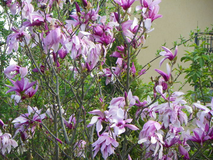 magnolia Susan - Copacei si arbusti 2016