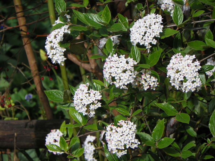 viburnum burkwoodii - Copacei si arbusti 2016