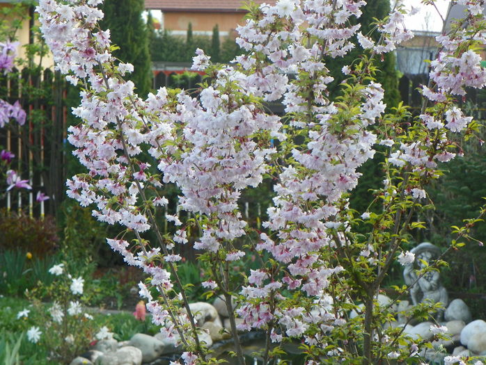 prunus incisa Oshidori - Copacei si arbusti 2016
