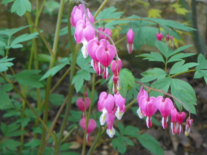 dicentra spectabilis - Primavara 2016