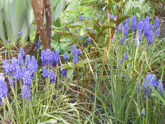 muscari - Primavara 2016