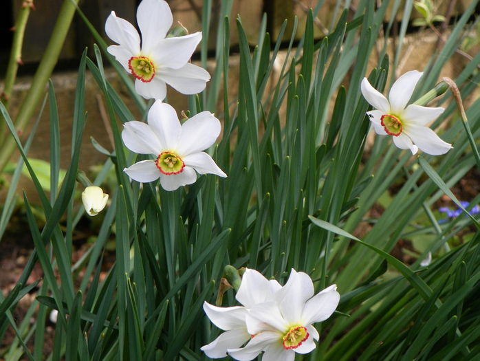 narcissus poeticus