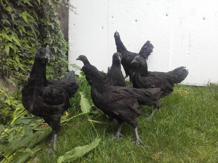 Ayam cemani de vanzare