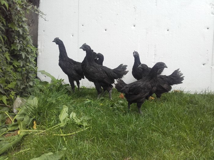 20160412_153529 - ayam cemani de vanzare 2016