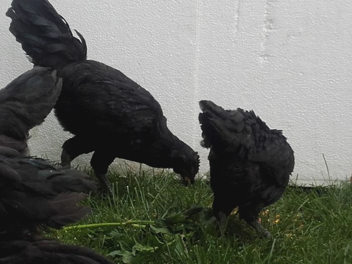 20160412_153631 - ayam cemani de vanzare 2016