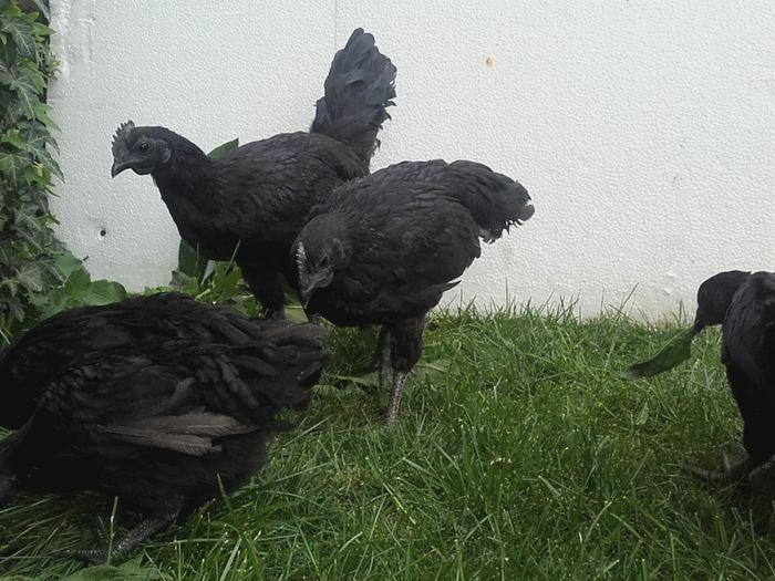 20160412_153915 - ayam cemani de vanzare 2016