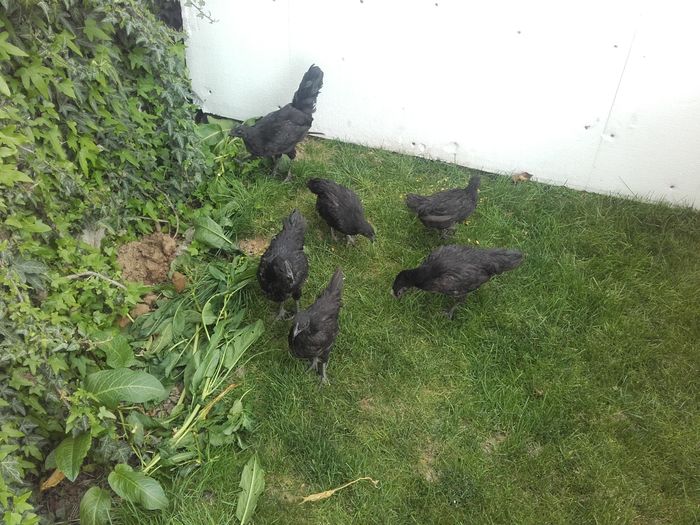 20160412_154048 - ayam cemani de vanzare 2016
