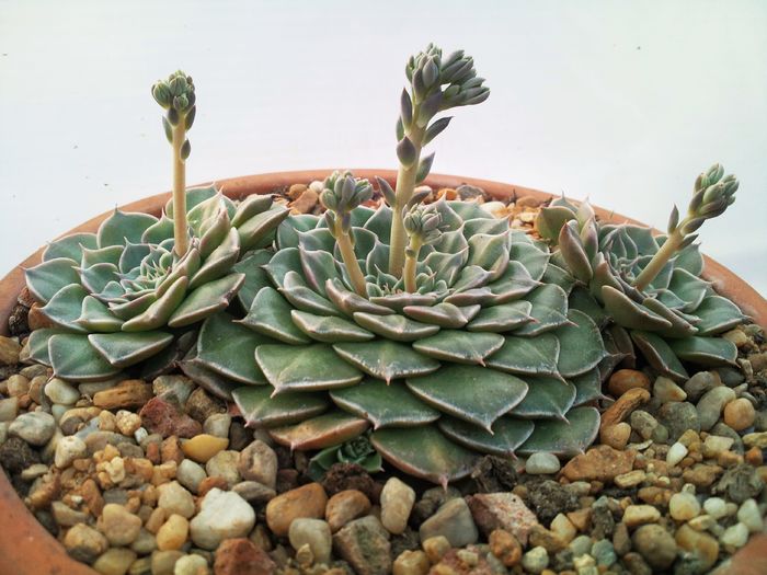 Graptopetalum bellum-Tacitus bellus