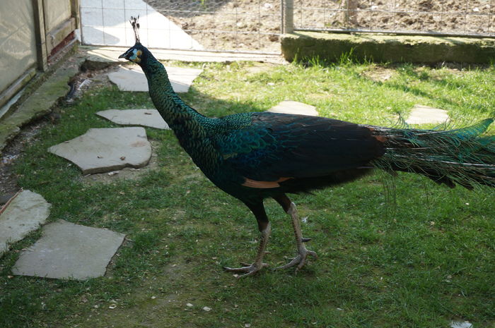 DSC06084 - 9--PAUN VERDE JAWA
