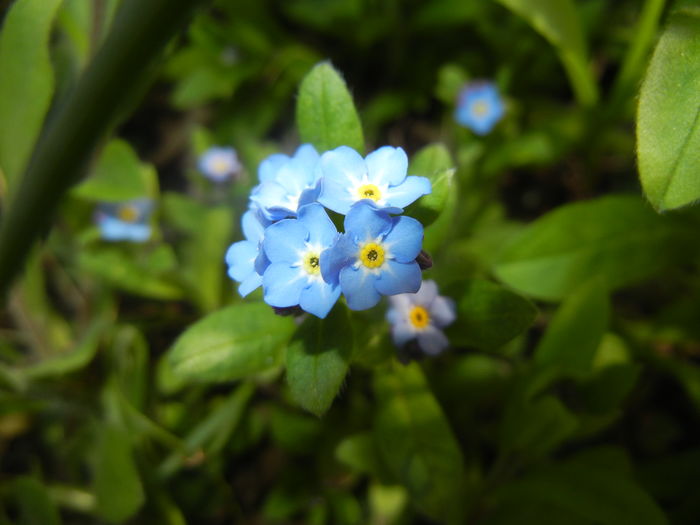 Myosotis alpestris (2016, April 04) - MYOSOTIS Alpestris