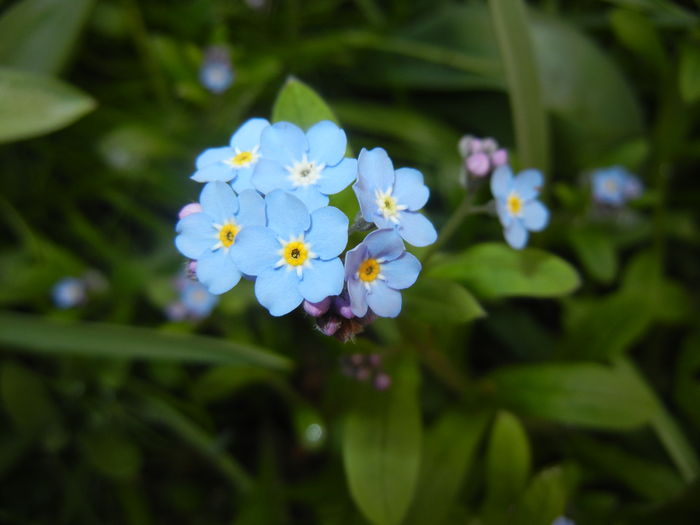 Myosotis alpestris (2016, April 06)