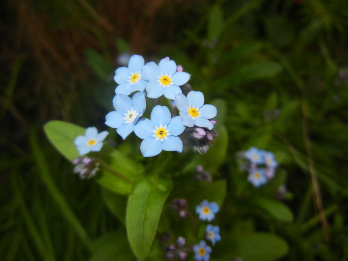 Myosotis alpestris (2016, April 06)