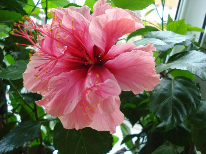 Kona - Hibiscus Kona