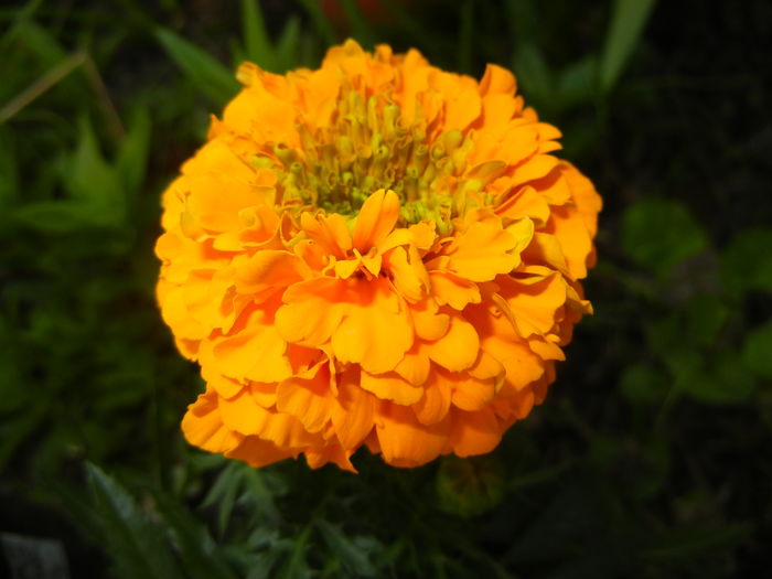 Tagetes_African Marigold (2016, Apr.04) - TAGETES Marigold