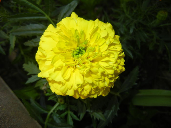 Tagetes_African Marigold (2016, Apr.04) - TAGETES Marigold