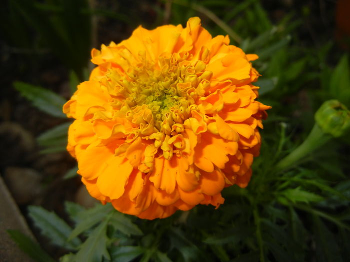 Tagetes_African Marigold (2016, Apr.04) - TAGETES Marigold