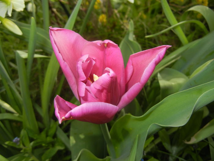 Tulipa Maytime (2016, April 04)