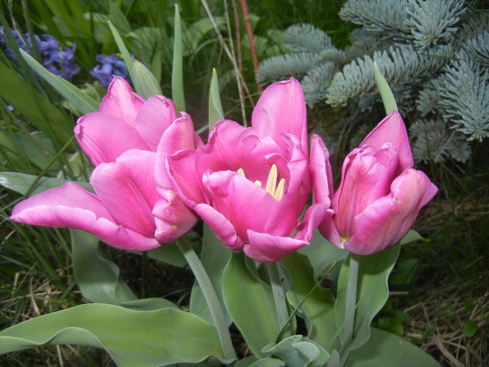 Tulipa Maytime (2016, April 05) - Tulipa Maytime
