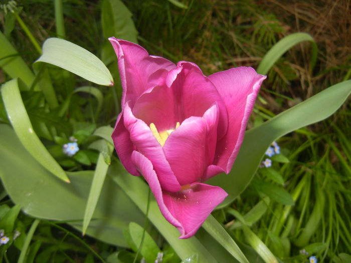Tulipa Maytime (2016, April 06) - Tulipa Maytime