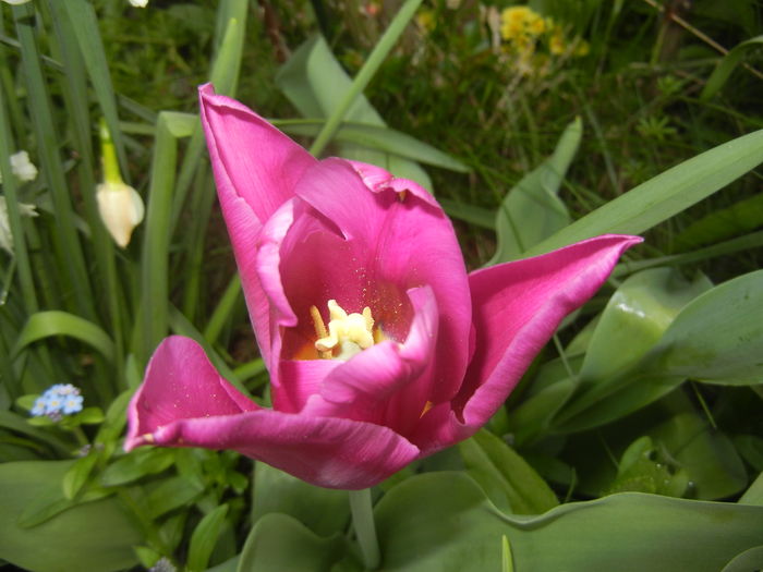 Tulipa Maytime (2016, April 06) - Tulipa Maytime