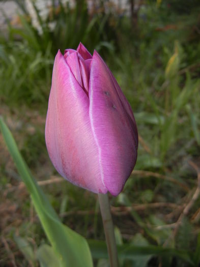 Tulipa Purple Flag (2016, April 05)