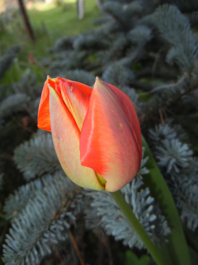 Tulipa Orange Bowl (2016, April 05) - Tulipa Orange Bowl