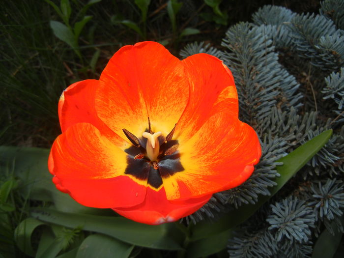Tulipa Orange Bowl (2016, April 06) - Tulipa Orange Bowl