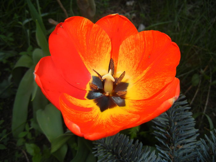Tulipa Orange Bowl (2016, April 06)
