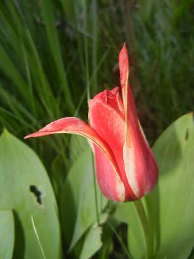Tulipa Pinocchio (2016, April 05)